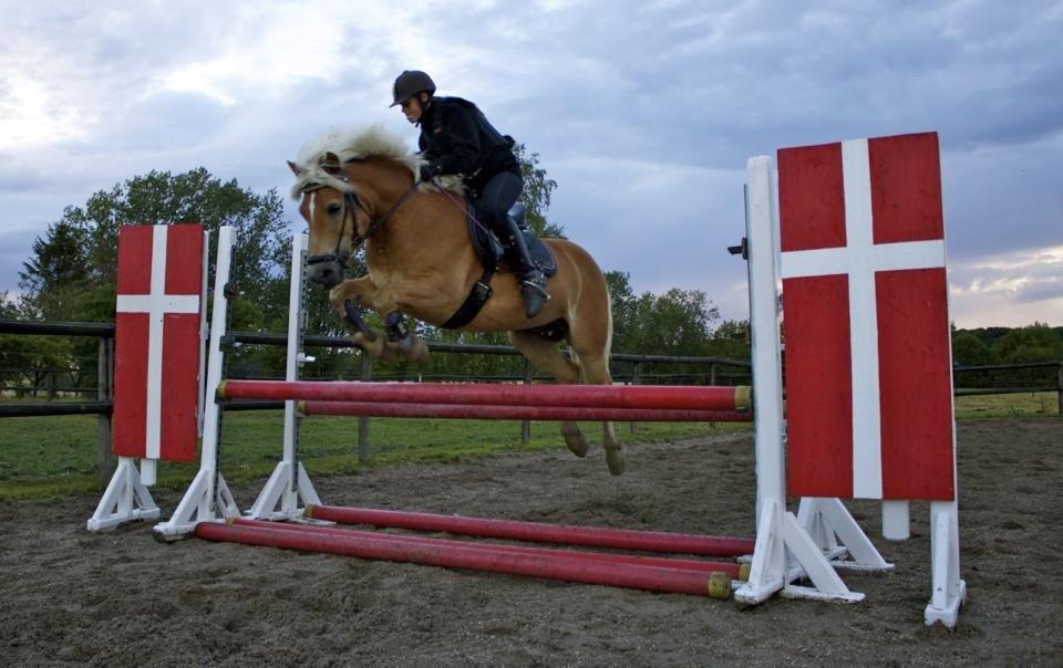 Haflinger Hestehovens Archibald - Danmarks flag billede 23