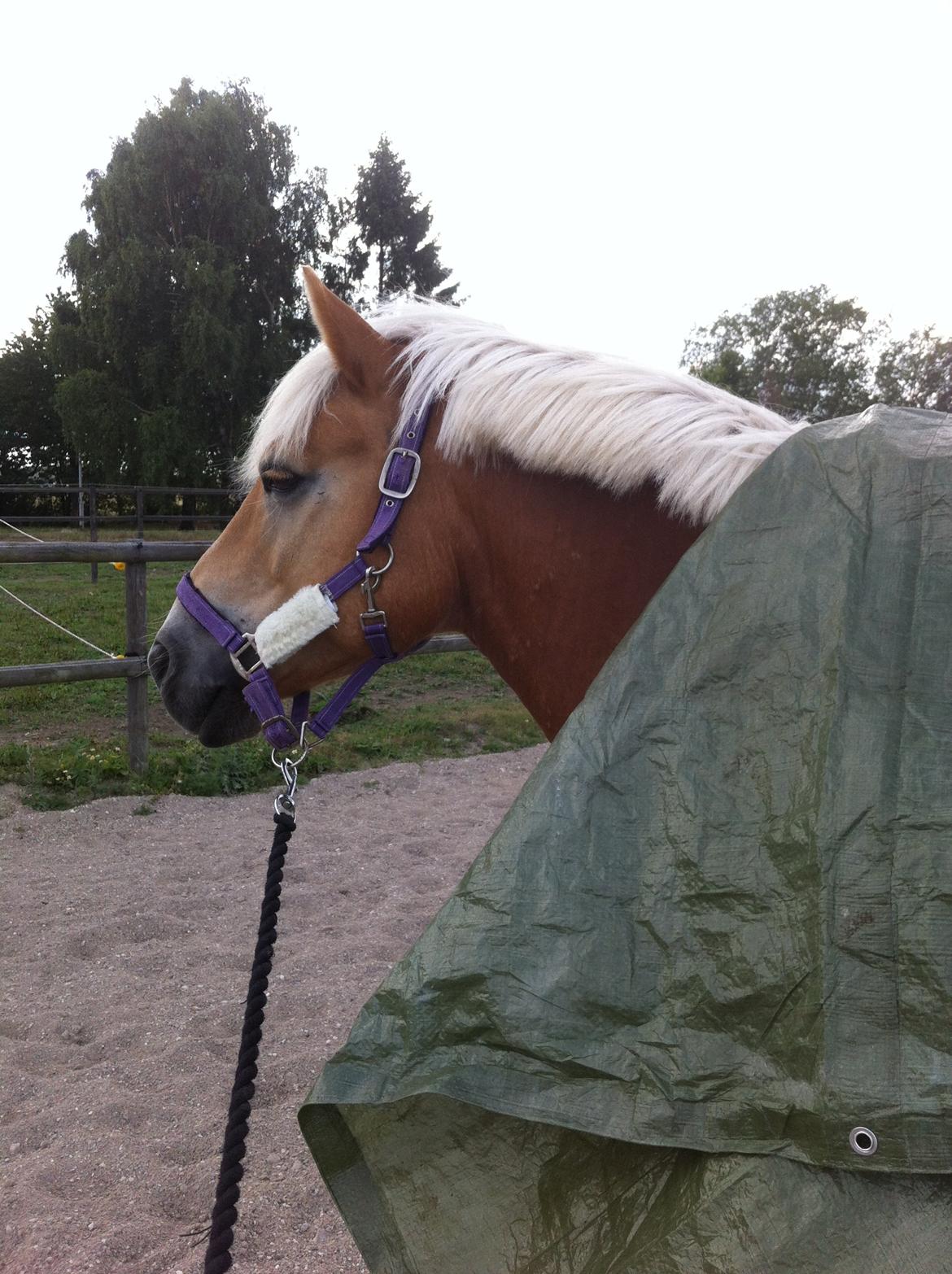 Haflinger Hestehovens Archibald billede 12