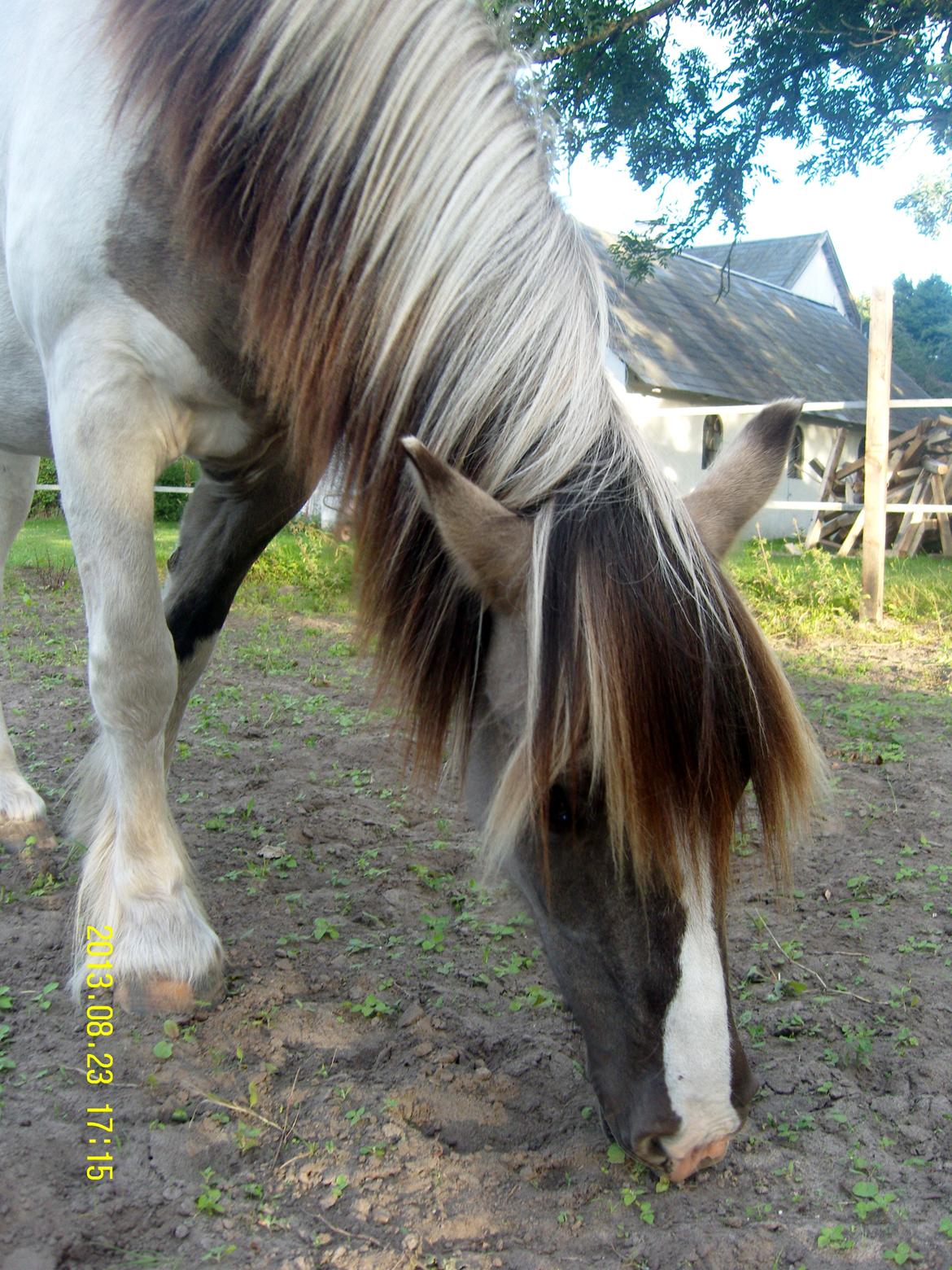 Irish Cob Crossbreed Filina (Fifle) billede 31