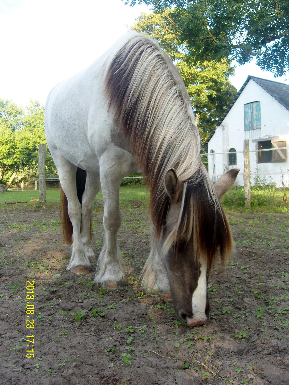 Irish Cob Crossbreed Filina (Fifle) billede 32