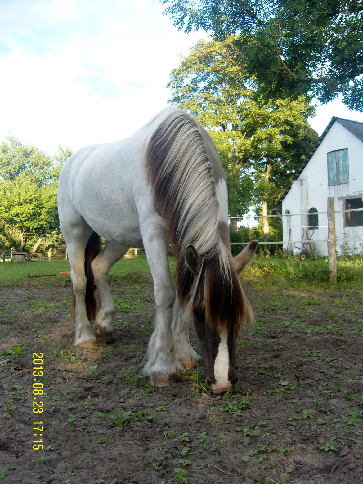Irish Cob Crossbreed Filina (Fifle) billede 33