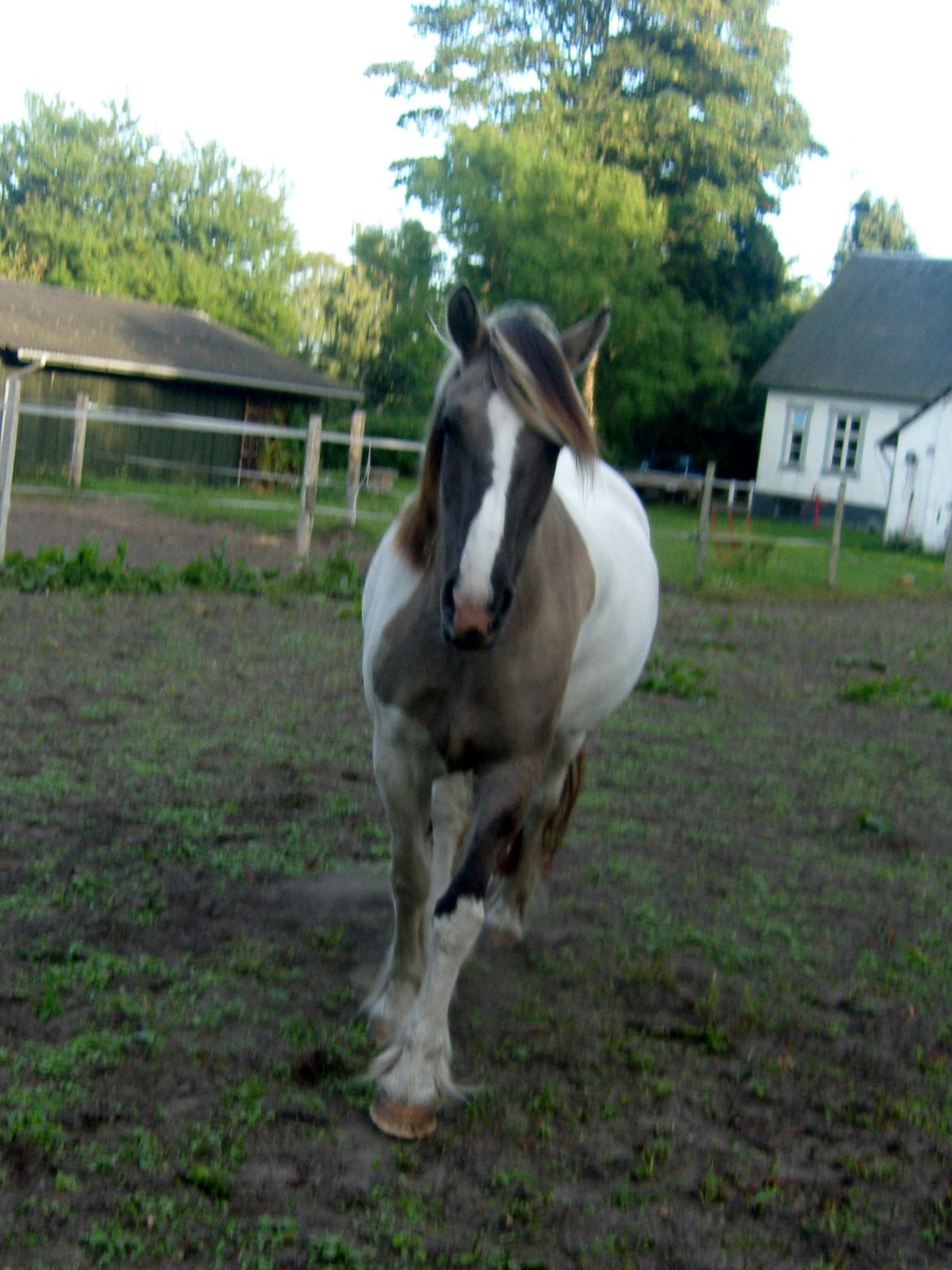 Irish Cob Crossbreed Filina (Fifle) billede 34
