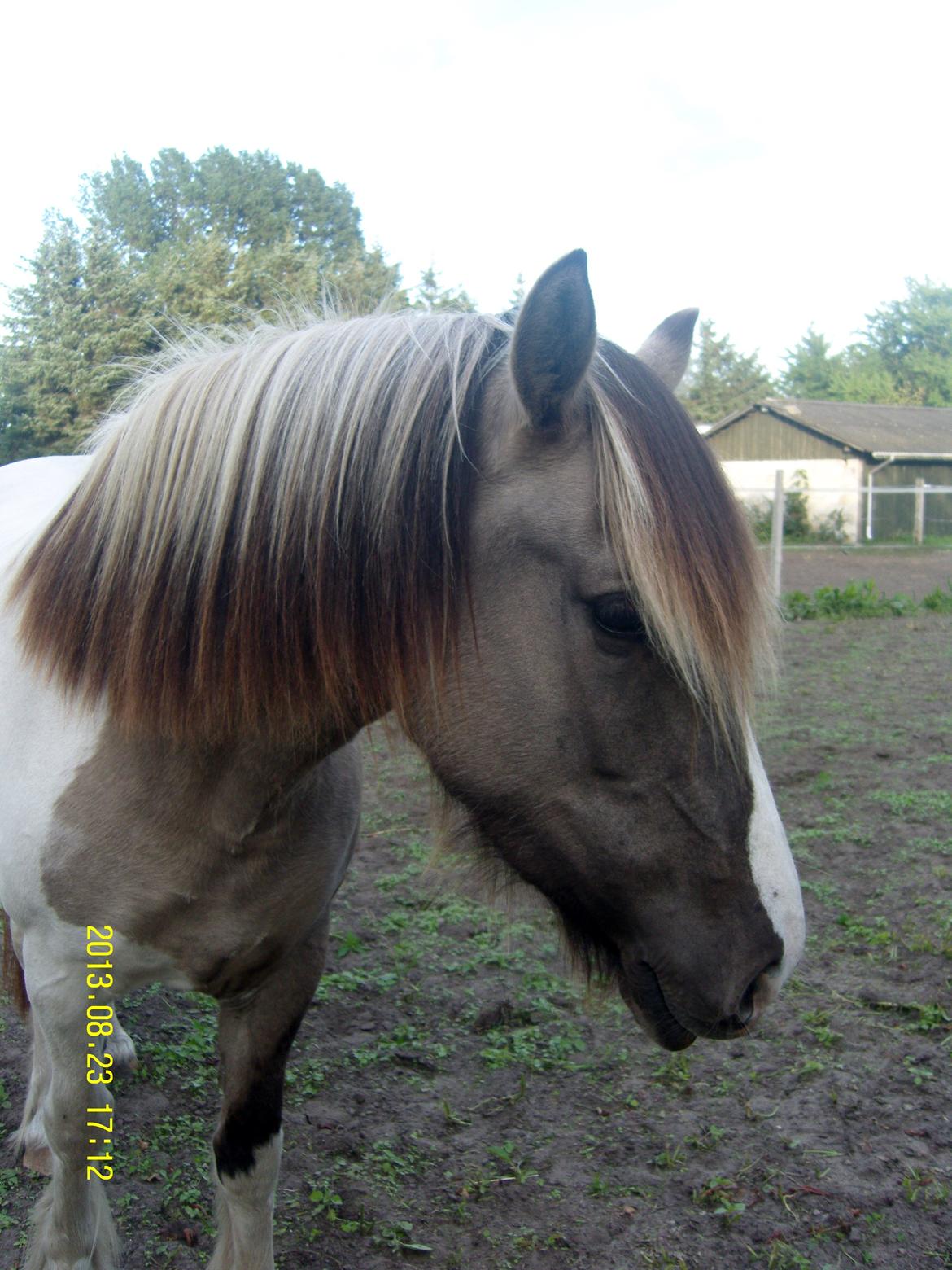 Irish Cob Crossbreed Filina (Fifle) billede 35