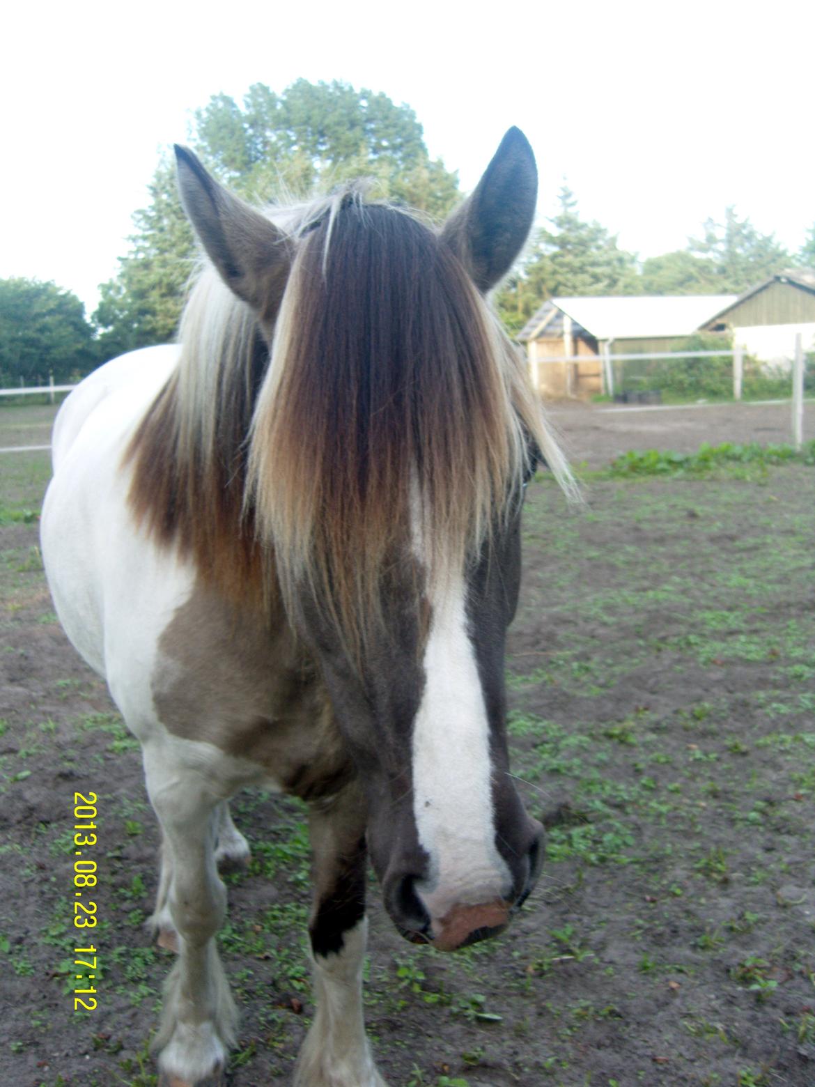 Irish Cob Crossbreed Filina (Fifle) billede 36