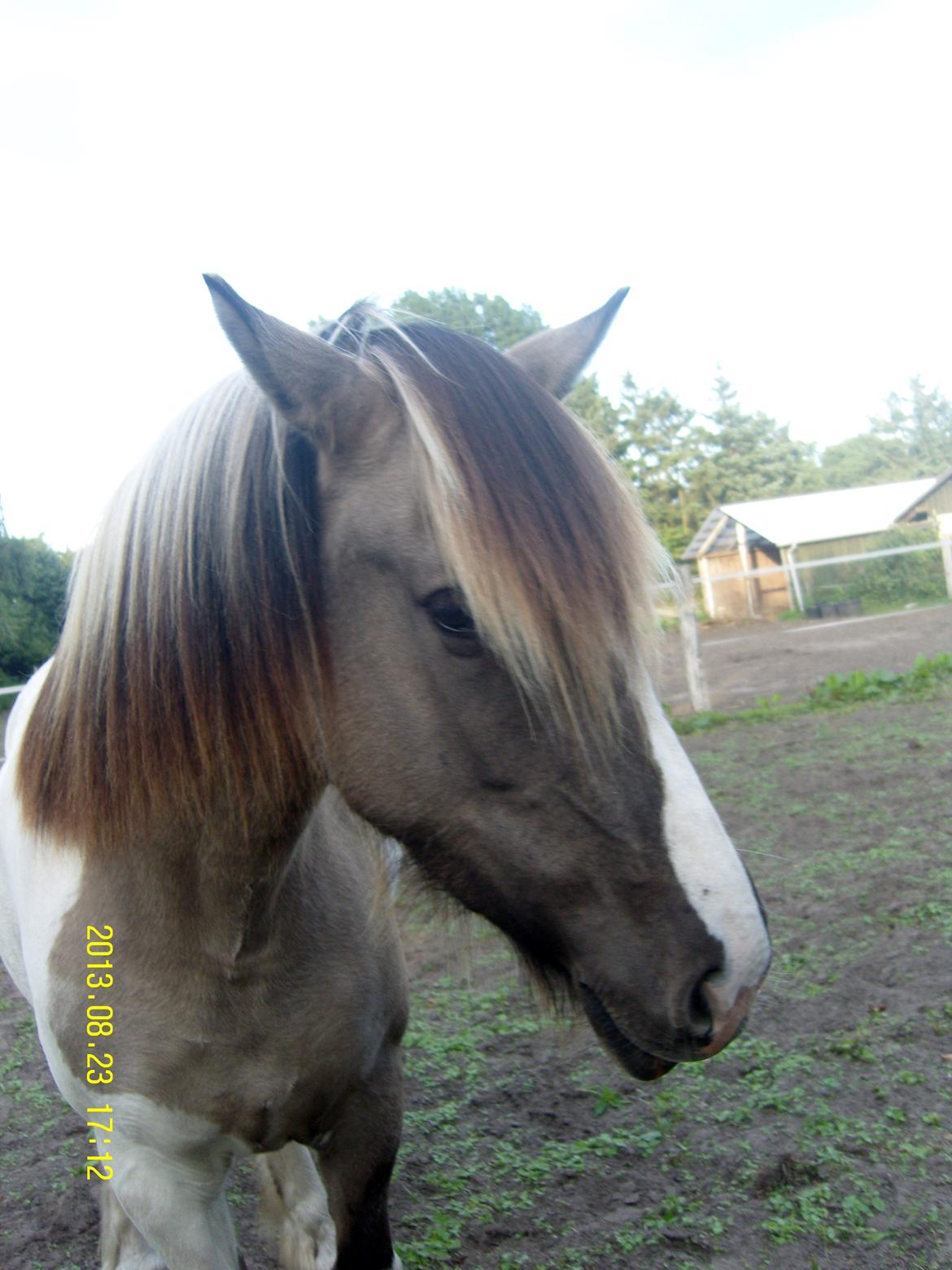 Irish Cob Crossbreed Filina (Fifle) billede 37