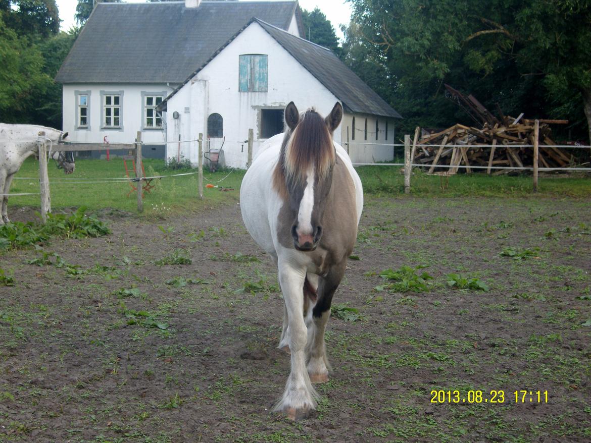 Irish Cob Crossbreed Filina (Fifle) billede 38