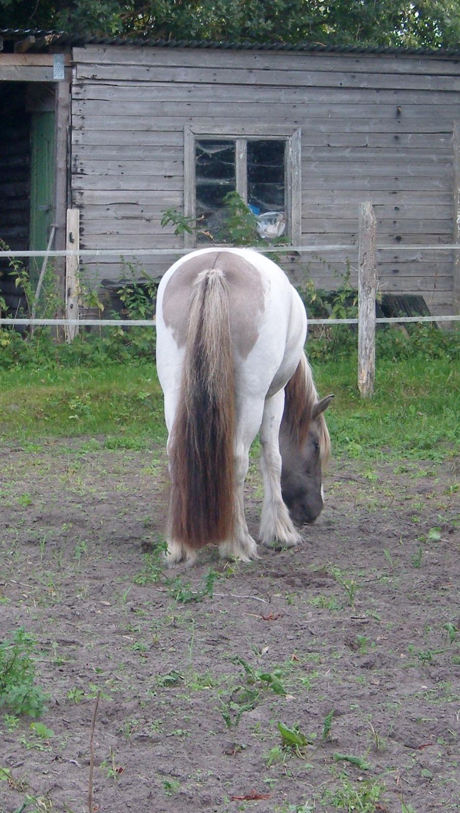 Irish Cob Crossbreed Filina (Fifle) billede 39