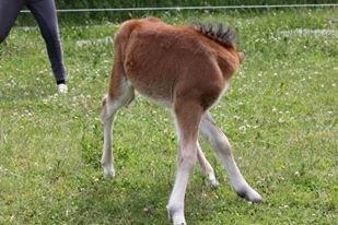 Islænder Selina billede 15