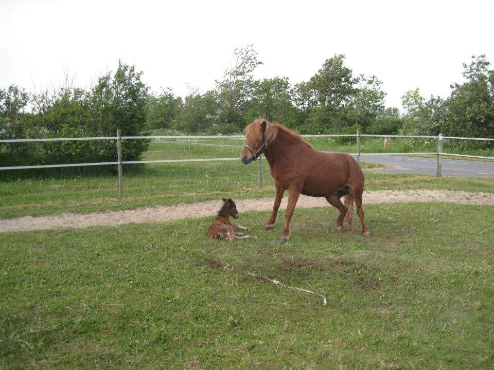 Islænder Selina billede 18