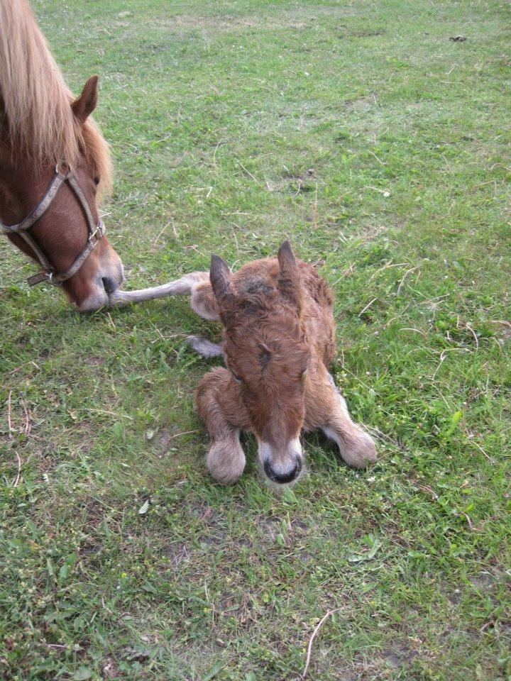 Islænder Selina billede 19