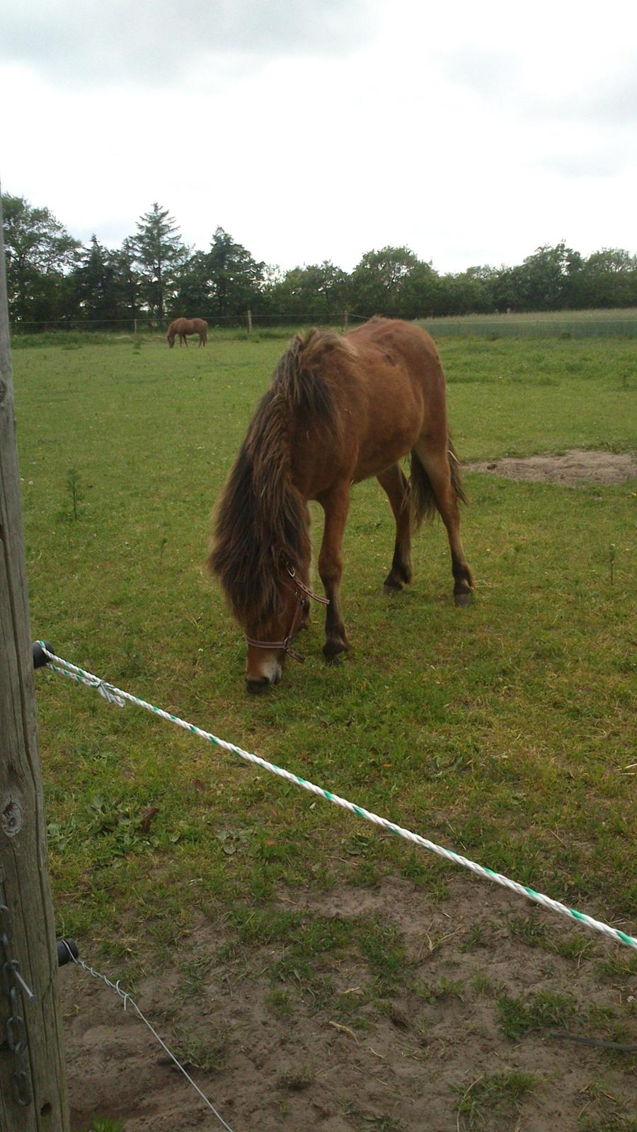 Islænder Selina billede 5