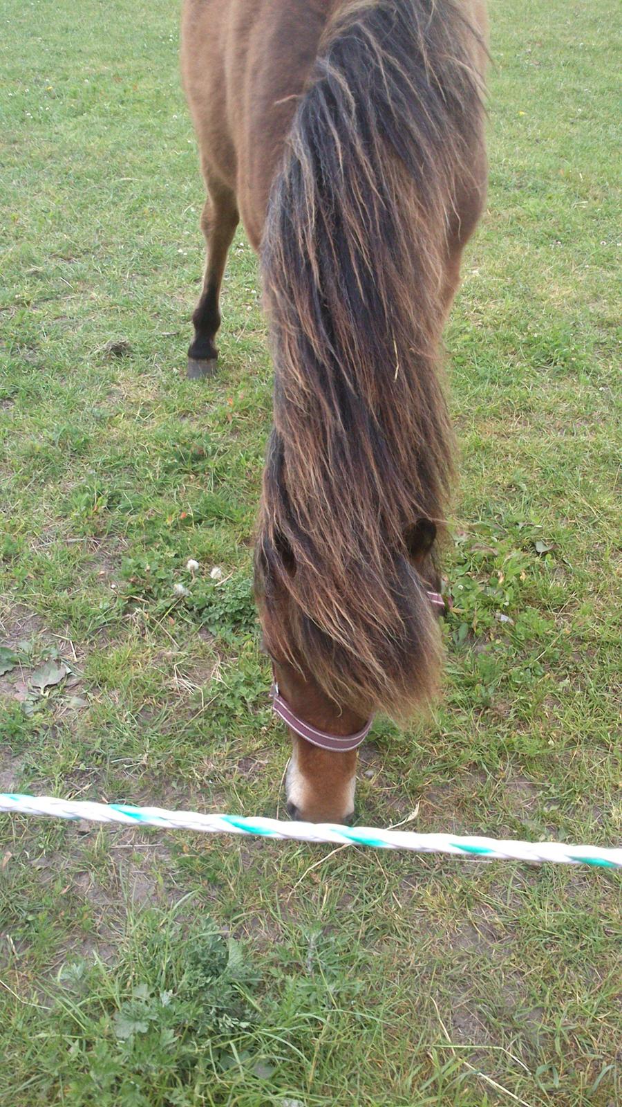 Islænder Selina billede 6