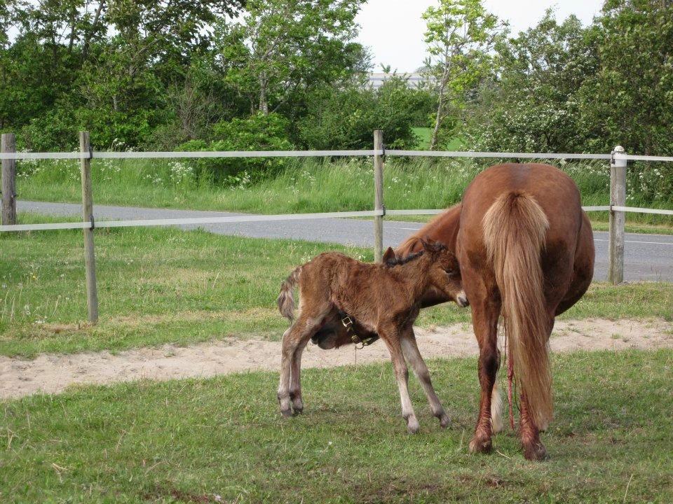 Islænder Selina billede 20