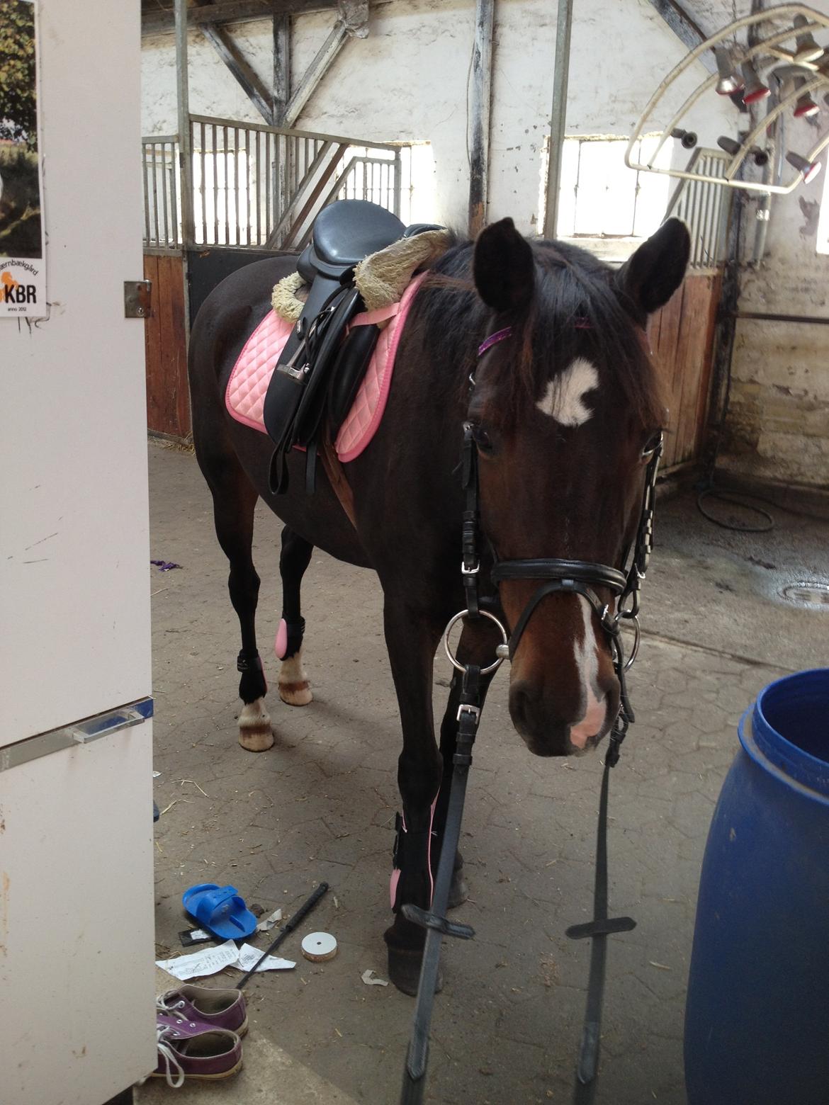 Anden særlig race Isabell <3 billede 11