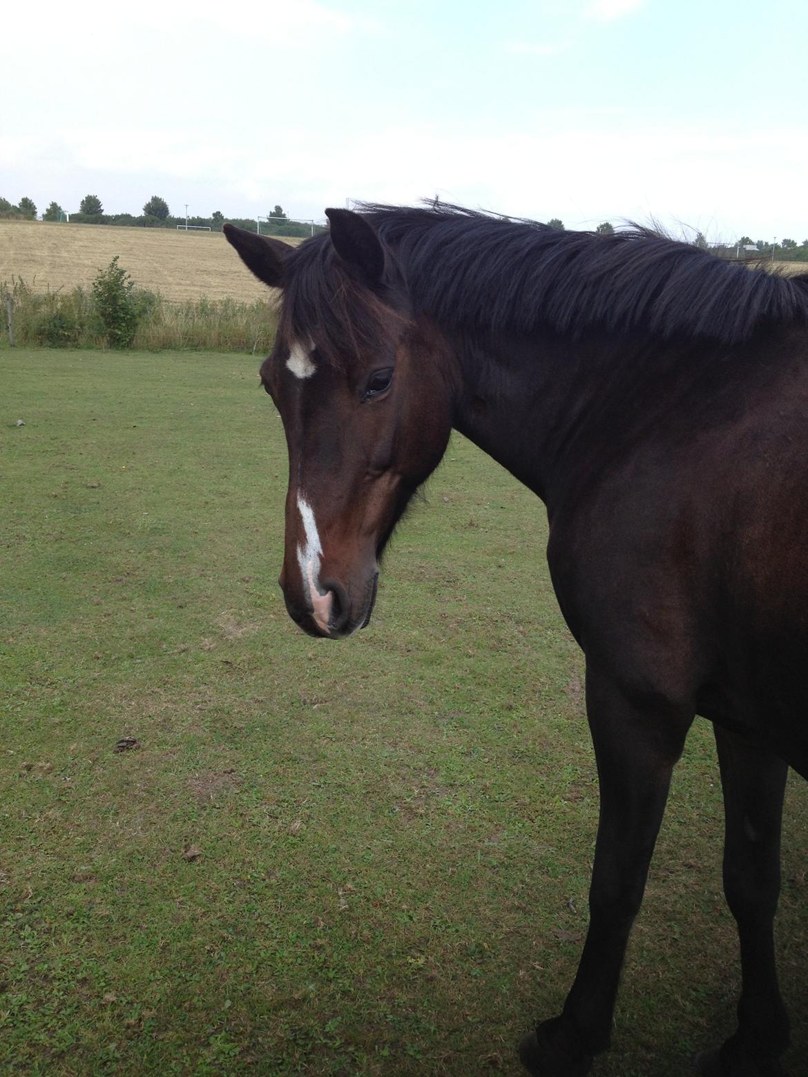 Anden særlig race Isabell <3 billede 12