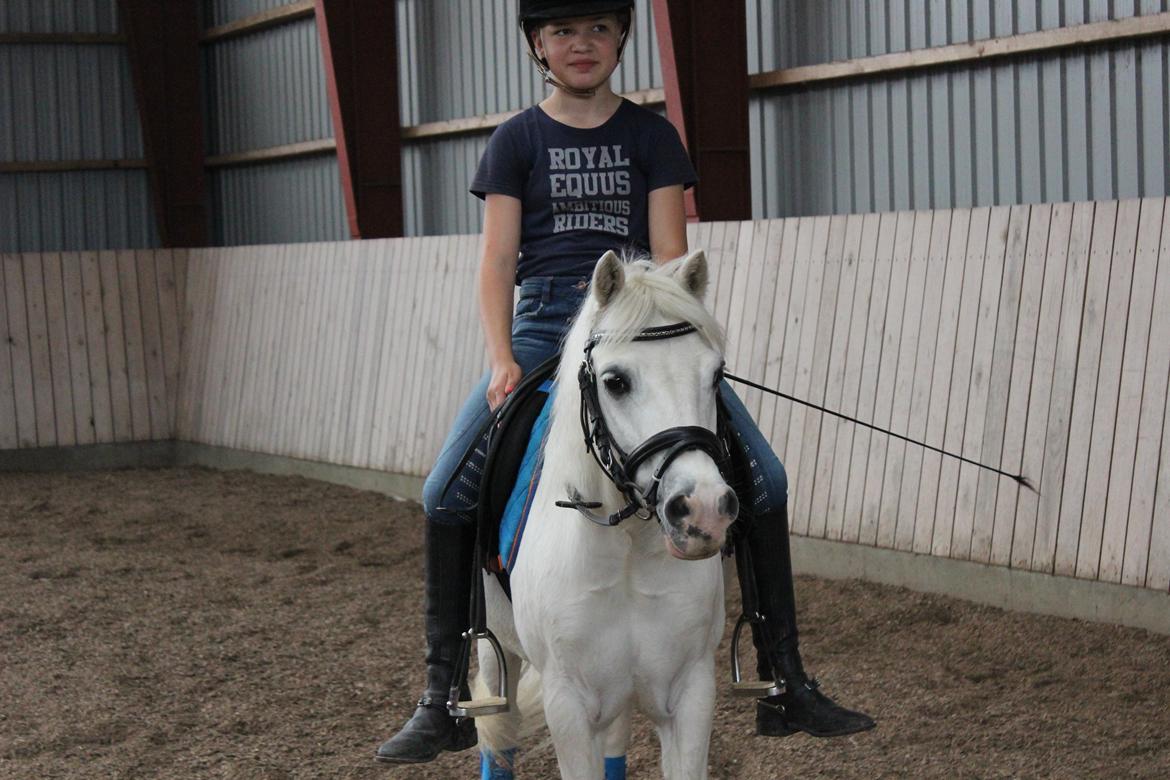 Welsh Mountain (sec A) Tanggårds Figo - Åååårh babypony!<33 Fotograf: Clara Good, med mit kamera!(; billede 3