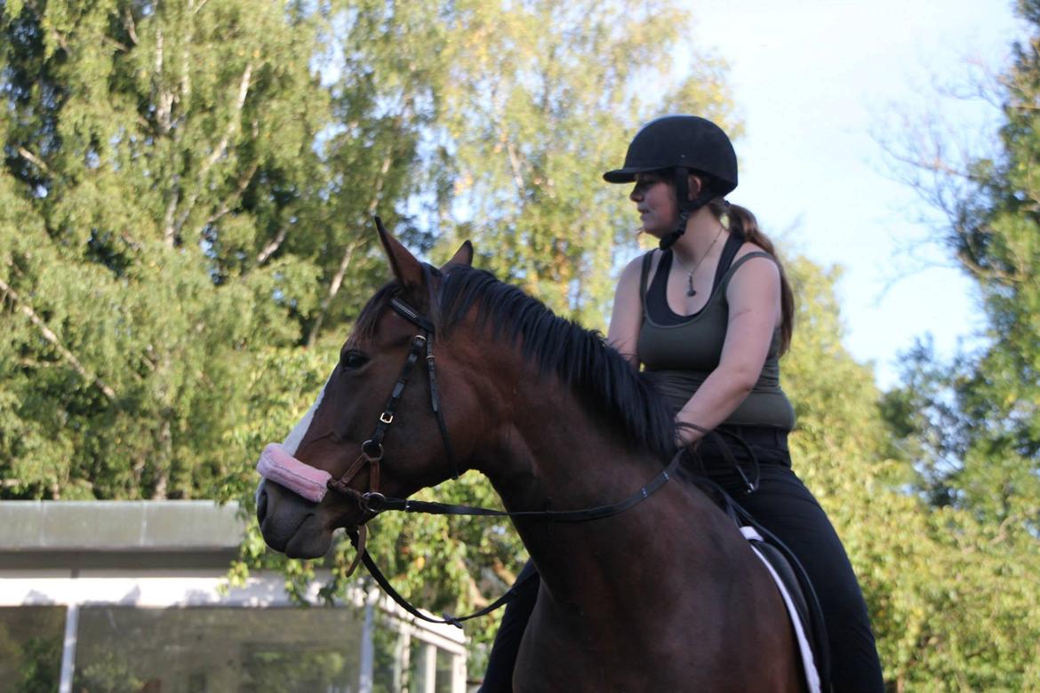 Oldenborg Phoebe de Ville - 3 gang på ryggen af hende :) billede 7