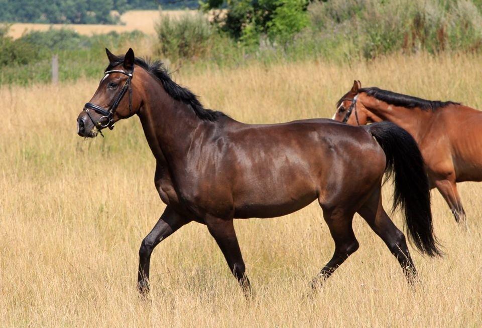 Holstener TOSCANA billede 16