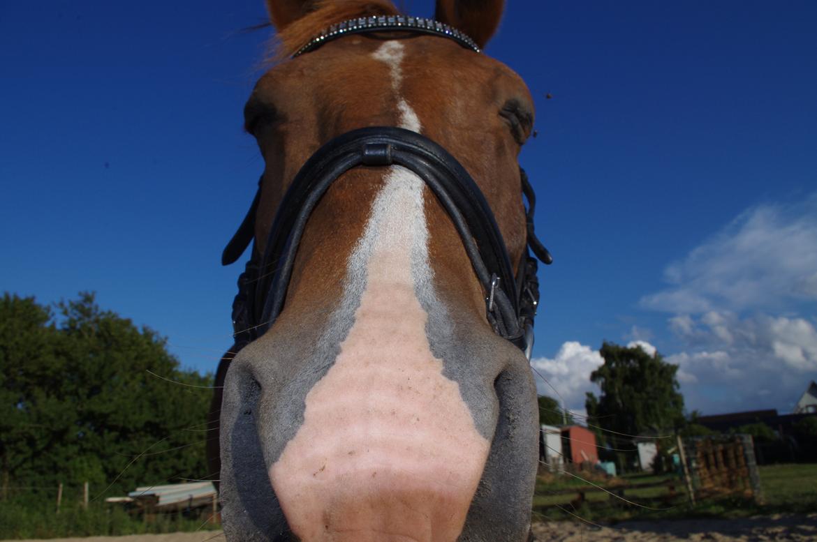 Anden særlig race Kosmo billede 20