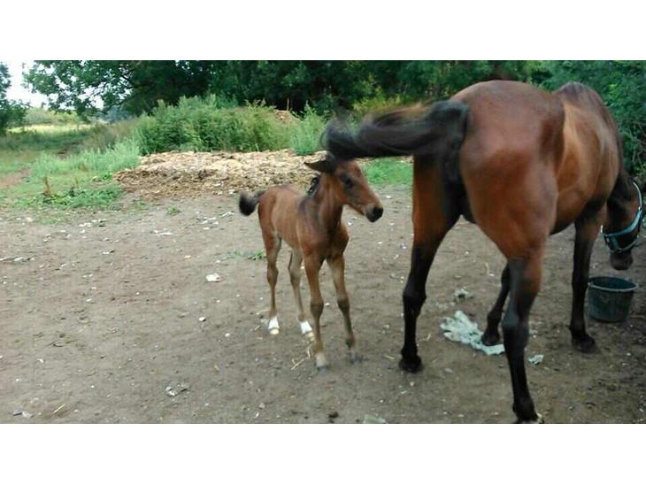 {{currentPhoto.altText}} billede {{currentPhoto.number}}