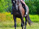 Oldenborg Joy (Joey)
