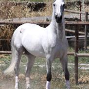 Lusitano Vividor