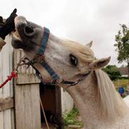 Anden særlig race Sussie