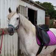 Anden særlig race Sussie