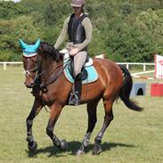 Hollandsk Varmblod Zephyrus