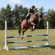 Hollandsk Varmblod Zephyrus