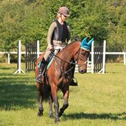 Hollandsk Varmblod Zephyrus