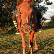 Welsh Pony af Cob-type (sec C) Tjekita