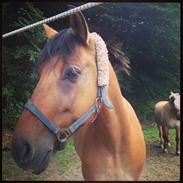 Anden særlig race Sheik "Part"