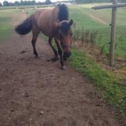 Anden særlig race Sheik "Part"