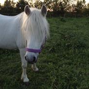 Welsh Mountain (sec A) Voldbjergs lotte