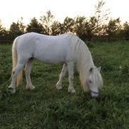 Welsh Mountain (sec A) Voldbjergs lotte