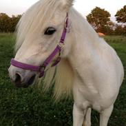 Welsh Mountain (sec A) Voldbjergs lotte