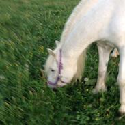 Welsh Mountain (sec A) Voldbjergs lotte