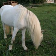 Welsh Mountain (sec A) Voldbjergs lotte