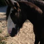 Tinker Sydhavsøernes Akillieus/Jarjar