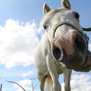 Anden særlig race Whisdom By Jazz