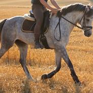 Welsh Pony (sec B) Låddenhøjs Toby