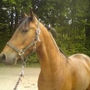 Anden særlig race Enemærke´s Speedy Surprise