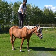 Haflinger Sofie