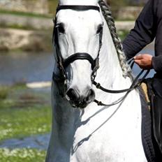 Lusitano Vividor