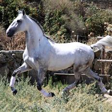 Lusitano Vividor