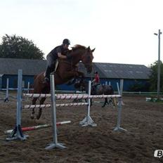 Dansk Varmblod Capella S