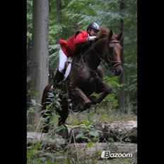 Dansk Varmblod Capella S