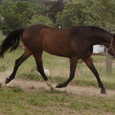 Dansk Varmblod Alby's Cocio