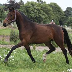 Dansk Varmblod Alby's Cocio